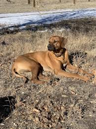 Maybe you would like to learn more about one of these? Rhodesian Ridgeback Puppies For Sale In Plano Rhodesian Ridgeback Breeder Texas