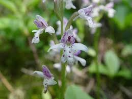 Image result for Orchidaceae