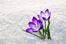 First Blue Crocus Flowers Spring Saffron In Fluffy Snow Stock Photo 34985526 Crocus Flower Crocus Things To Sell