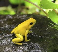 Learn All You Wanted To Know About Golden Poison Dart Frogs With Pictures Videos Photos Facts And News From National Geographic