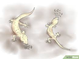 Gecko) ويعرف باسم الوزغ ومفردها وزغة أبو بريص أو البرص أو ضاطور أو بعرصي، فصيلة من الحيوانات الزاحفة الصغيرة من رتبة الحرشفيات. ÙƒÙŠÙÙŠØ© ØªØ²Ø§ÙˆØ¬ Ø§Ù„Ø¨Ø±Øµ 14 Ø®Ø·ÙˆØ© ØµÙˆØ± ØªÙˆØ¶ÙŠØ­ÙŠØ© Wikihow