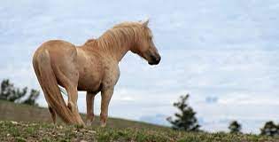 Cloud S Legacy The Wild Stallion Returns About Nature Pbs