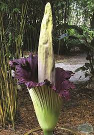 Corpse Flower Amorphophallus Titanum