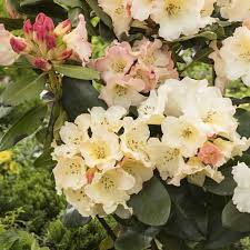 Rhododendron Horizon Monarch In 2020 Rhododendron Flowers Plants