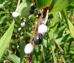 Image result for Coix lacryma-jobi