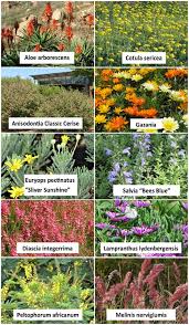 Image result for Sclerochiton apiculatus