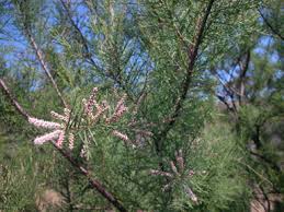 Image result for Tamaricaceae