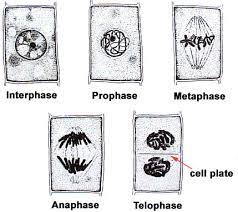 Below is a list of the main parts shown in the plant cell diagram and the roles that they play in the cell. Lab Manual Exercise 2