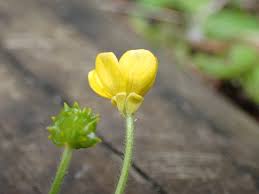 Image result for Ranunculus multifidus