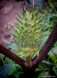 How to grow the angel's trumpet from seed. Pin On Flower Gardening