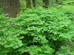 Image result for Blue Cohosh
