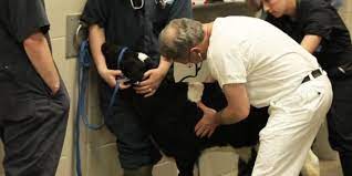 Vous pouvez nous joindre 24 heures sur 24, 365 jours par an, par téléphone au +41 31 684 23 44. A Propos De L Hopital Des Animaux De La Ferme Centre Hospitalier Universitaire Veterinaire