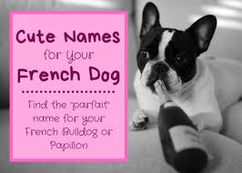 And so true about giving pets names we like, but wouldn't want to give to a child. Cute French Dog Names For A Papillon Or French Bulldog Pethelpful By Fellow Animal Lovers And Experts