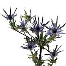 Thistle Blue Flower Amazon Flowers Wholesale Flowers Blue Flowers