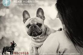 French bulldogs must not be neglected. Search On For French Bulldogs Living In Cheshire Cheshire Live