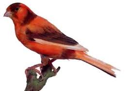Canari Fact Rouge Panache Intensif Jpg 400 281 Guzel Kuslar Kus