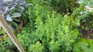 Image result for Origanum