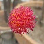 Image result for Kleinia abyssinica