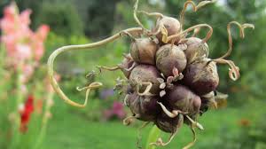 Und jetzt ist die beste zeit, um knoblauch im eigenen garten zu pflanzen. Der Anbau Von Knoblauch Leicht Gemacht