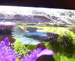 new baby betta growth progress pics betta fish 330629