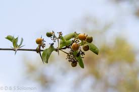 Image result for Dovyalis lucida