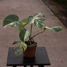 Image result for Selago albomarginata