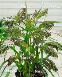 Image result for Panicum miliaceum