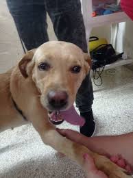 Registro Cubano de Mascotas