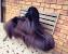 Small Long Hair Dog