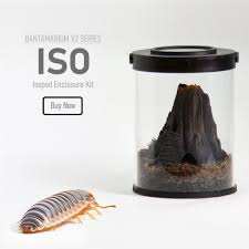 Porcellio Hoffmannseggi Titan Isopod Complete Care Guide!