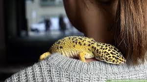 Here is a collection of truly great leopard geckos for your approval. How To Have Fun With Your Leopard Gecko 14 Steps With Pictures