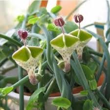 Image result for Ceropegia mirabilis