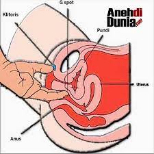 Saya sudah menikah, dan ingin membahagiakan istri saat berhubungan intim. Misteri G Spot Wanita Dan Pria Berita Aneh Unik Dan Menarik