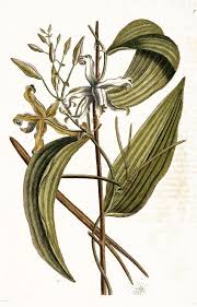 Mark Catesby Page 2 Plant Illustration Botanical Illustration Hellboy Wallpaper