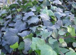 Image result for Hedera