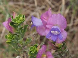 Image result for Landolphia cuneifolia