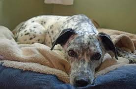 Maybe you would like to learn more about one of these? How To Teach Your Dog The Place Command Your Dog Advisor