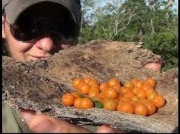 Learn more about hackberry, az at xome. Identifying And Foraging Edible Berries Desert Hackberry Youtube In 2020 Berry Desert Foraging Berries