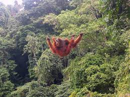 The kerinci seblat national park, and it's surrounding area, is home to at least 360 species of birds, 85 species of mammals and 4,000 species of plants. Deforestation Poaching And The Wildlife Trade In Indonesia One Green Planet