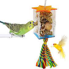pin on conure birds