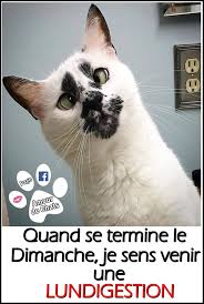 PFF DEMAIN C EST LUNDI .. · AMOUR De CHATS 2 · Facebook