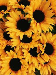 Aesthetic Wallpaper Yellow Plain Iphone Wallpaper Yellow Sunflower Wallpaper Yellow Wallpaper