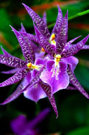 Sign In Photo Orchidee Fleur Orchidee Planter Des Fleurs