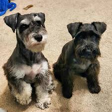 See This Instagram Photo By Schnauzerworld 4 083 Likes Best Dogs For Families Giant Schnauzer Dog Pictures