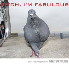 Pin By Laura Wyant On Hilarity Ensues Funny Birds Funny Animal Pictures Funny Animal Memes