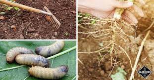 Begin to disinfect garden tools to kill nematodes that might be present. Nematodes Good Or Bad In The Garden Gardening Channel