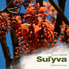 Image result for Erythrina falcata