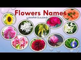 Lavender Flower Name In Tamil Best Flower Wallpaper