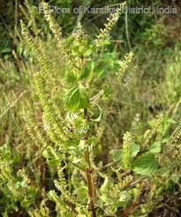 Image result for Basilicum polystachyon