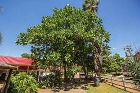 Image result for Anthocleista